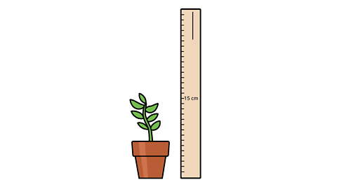 A plant in a plant pot next to a ruler standing vertically, with fifteen centimetres on the ruler