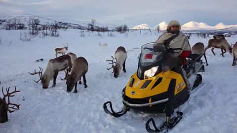 A reindeer herder inspects his animals in the snow (Credit: Getty Images)