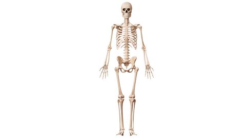 A human skeleton