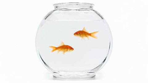 A goldfish bowl with two goldfish