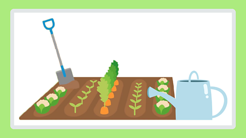 An illustration of a vegetable patch with different herbs and vegetables being grown in it. 