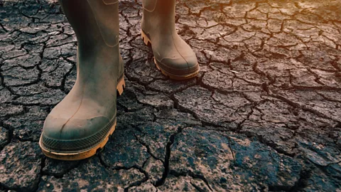 Business Daily, Business Daily, How are farmers adapting to climate change?