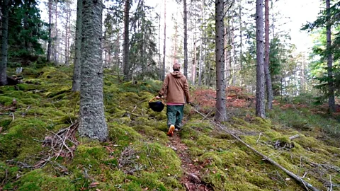 The Finnish 'everyman's right' to forage