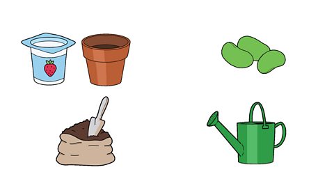 An illustration of a blue and white yoghurt pot with a picture of a strawberry on the front, three green broad bean seeds, a bag of soil with a trowel on top and a green watering can