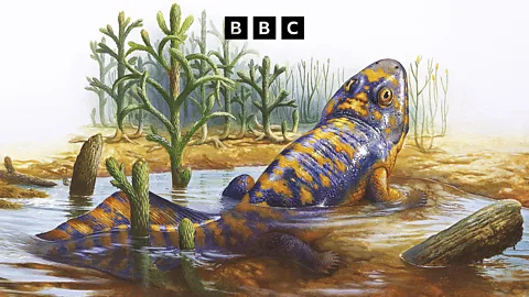 Witness History, Witness History, Finding the longest set of footprints left by the first vertebrate