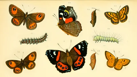 Collection of insect paintings (Credit: Internet Archive and George Vernon Hudson)