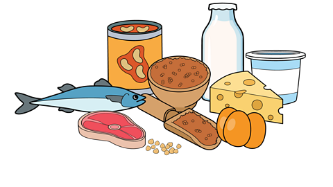 An illustration of a raw piece of meat, a raw fish, a tin of beans, bowl and scoop of lentils, a bottle of milk, yoghurt pot, block of cheese, three eggs and some chickpeas