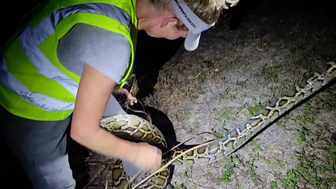 Watch the moment a python is captured