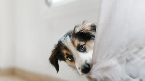 CrowdScience, CrowdScience, Do animals have anxious habits like us?