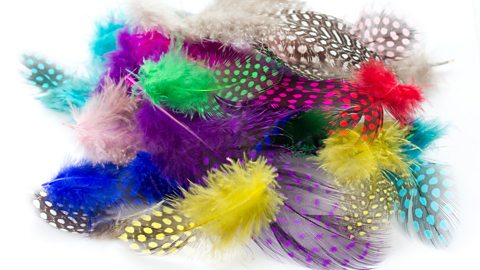 Close up of lots of colourful feathers