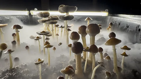 Psilocybin mushrooms (Credit: Getty Images)