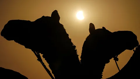 Silhouetted camels during a partial eclipse (Credit: Getty Images)