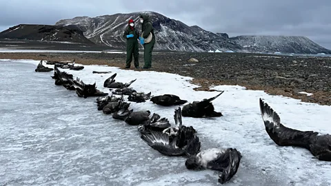 Scientists standing over dead birds on the ice (Credit: Ben Wallis)