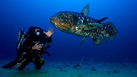 First photograph of a coelacanth with a diver (Credit: Laurent Ballesta/Andromede Oceanologie)
