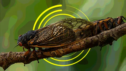 Why 2024's cicada bonanza is so rare