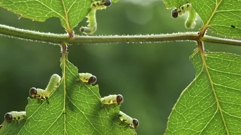 Sawfly larvae eating a plant (Credit: Getty Images)