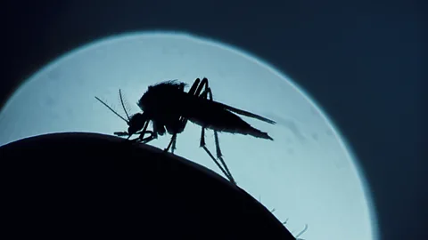 CrowdScience, CrowdScience, Why are people still dying from malaria?