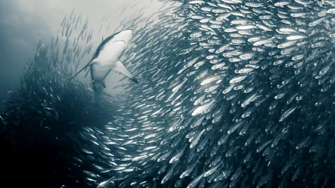 Bronze whaler shark feeding on sardines during South Africa's sardine run (Credit: Alamy)