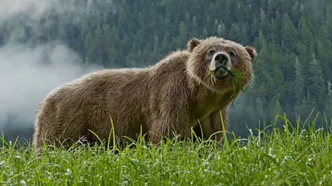 A grizzly bear eats grass in Canada (Credit: Getty Images)