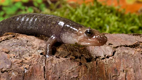 A northern dusky salamander (Credit: Alamy)