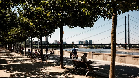 Trees line a walkway by a river (Credit: Getty Images)