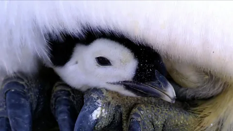 Emperor Penguins: Egg-cellent fathers