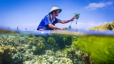 Business Daily, Business Daily, Seaweed: the super weed?