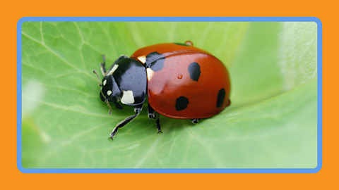 A lady bug sitting on a leaf.