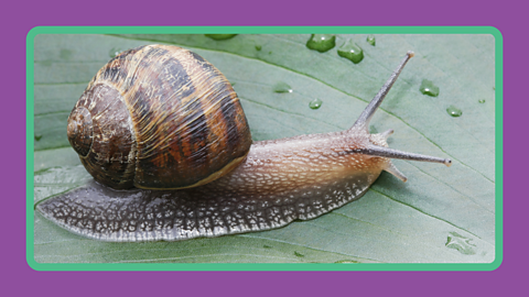A snail on a leaf.