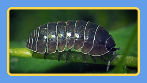 A woodlouse on a stem
