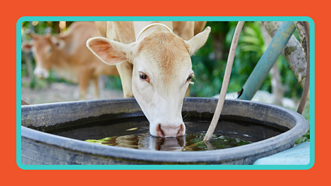 A cow drinking water