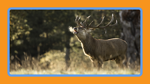 A deer breathing 