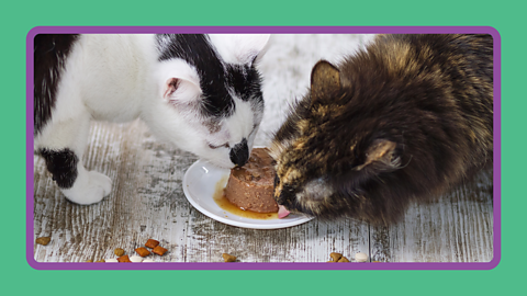 Animals need food to survive, just like humans