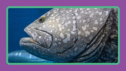 Fish with gills