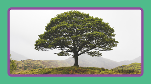 A deciduous tree on a mountain in the Lake District.