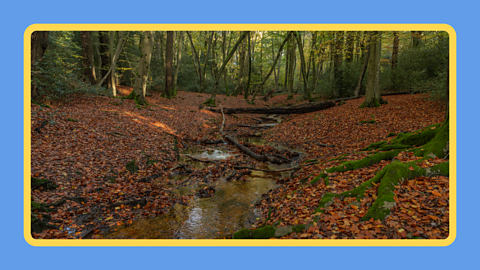 A woodland habitat with a stream running through the middle.