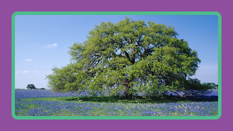 An oak tree