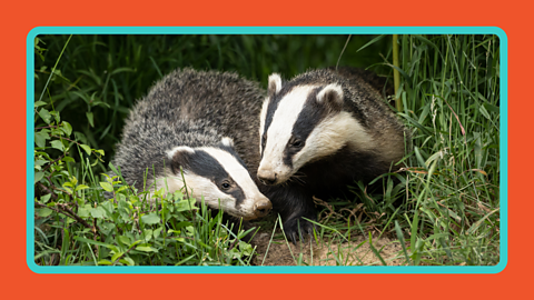 Two badgers coming out of a sett.