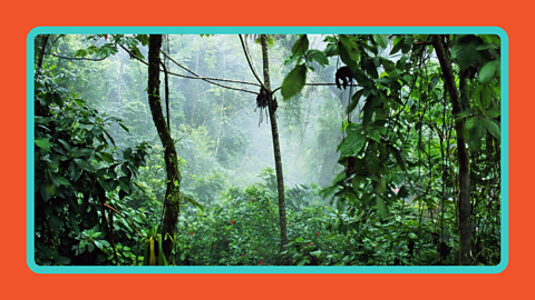 A rainforest with mist