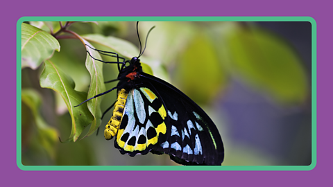A butterfly