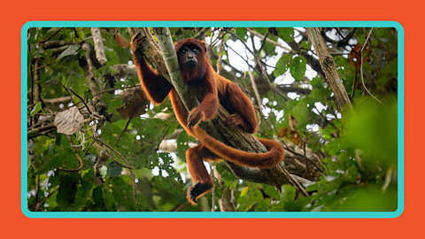 A monkey