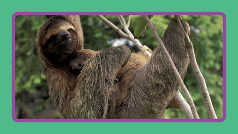 A sloth