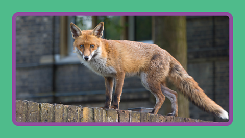 A fox standing on a fence