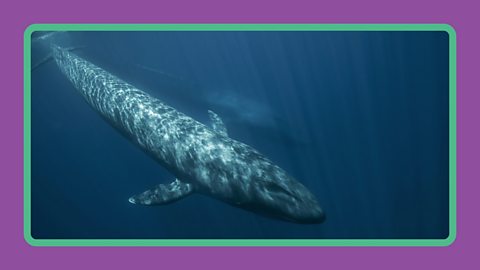 A blue whale swimming in the sea off the coast of Sri Lanka.