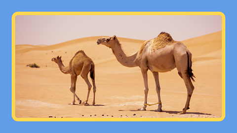 Two camels in the desert.