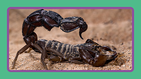 A black scorpion.