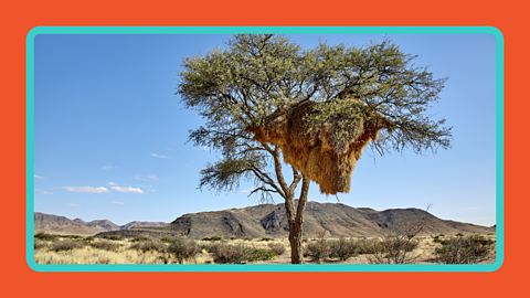 Acacia tree