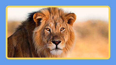 A male lion under sunlight in South Africa.