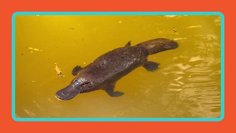 A platypus floating on the surface of a river in Australia.