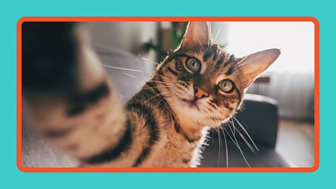 A close up of a tabby cat looking into the camera.